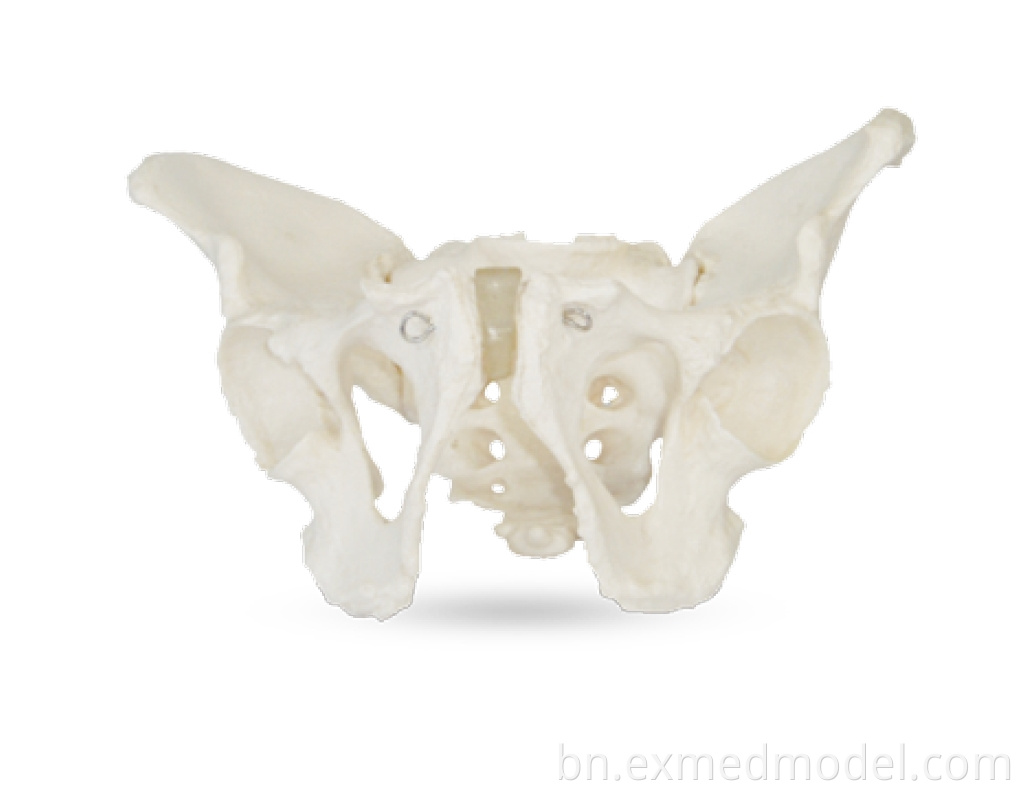 Adult Male Pelvis